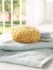 Natural Wool Sea Sponge, 5 Inch to 6 Inch