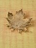 Sugar Maple Leaf Pin