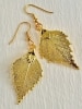 Women's Birch Earrings in Gold 