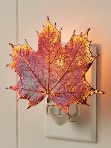 Real Sugar Maple Leaf Night-Light